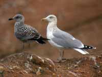 Goéland argenté Larus argentatus R:L3K