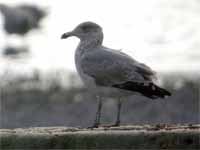 Goéland argenté Larus argentatus R:A7R