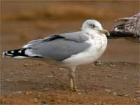 Goéland argenté Larus argentatus R:E0S