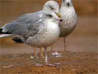 Goéland argenté Larus argentatus R:E5U