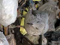 Goéland argenté Larus argentatus R:E7C