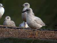 Goéland argenté Larus argentatus R:E4L