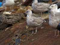 Goéland argenté Larus argentatus R:N3A