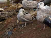 Goéland argenté Larus argentatus R:N3A