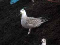 Goéland argenté Larus argentatus R:N4C