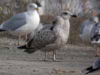 Goéland argenté Larus argentatus R:P4N