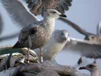 Goéland argenté Larus argentatus R:R0J