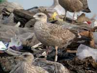 Goéland argenté Larus argentatus R:R0J