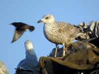 Goéland argenté Larus argentatus R:R0J