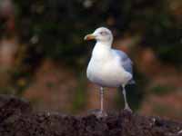 Goéland argenté Larus argentatus HS