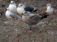 Goéland argenté Larus argentatus Y.YAT