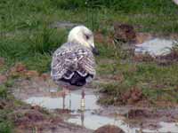 Goéland argenté Larus argentatus 2FK8