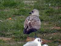 Goéland argenté Larus argentatus B33G