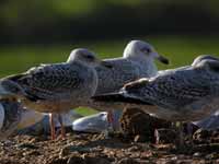 Goéland argenté Larus argentatus R:J0H