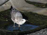 Goéland argenté Larus argentatus R:J3K