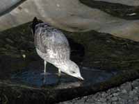 Goéland argenté Larus argentatus R:J3K