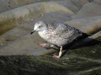 Goéland argenté Larus argentatus R:J3K