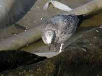 Goéland argenté Larus argentatus R:J3K