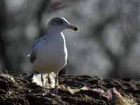 Goéland argenté Larus argentatus R:K0N