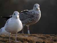 Goéland argenté Larus argentatus R:N2K