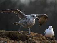 Goéland argenté Larus argentatus R:N2K