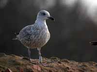 Goéland argenté Larus argentatus R:N2K