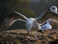 Goéland argenté Larus argentatus R:N2K