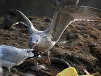 Goéland argenté Larus argentatus R:N2K