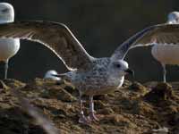 Goéland argenté Larus argentatus R:N2K