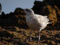 Goéland argenté Larus argentatus R:R0J