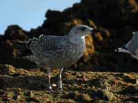 Goéland argenté Larus argentatus R:R0J