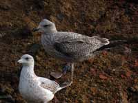 Goéland argenté Larus argentatus Y.YAT