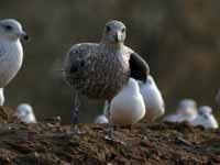 Goéland argenté Larus argentatus Y.YAT