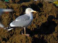 Goéland argenté Larus argentatus