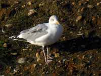 Goéland argenté Larus argentatus HS