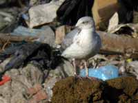 Goéland argenté Larus argentatus R:C0R