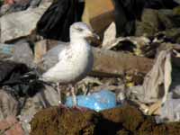 Goéland argenté Larus argentatus R:C0R