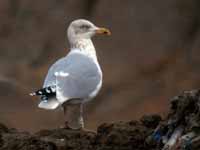 Goéland argenté Larus argentatus 1FK7