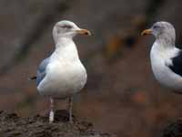 Goéland argenté Larus argentatus 1FK7