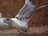 Goéland argenté Larus argentatus R:A7R