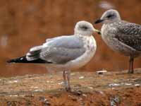 Goéland argenté Larus argentatus R:A7R