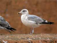 Goéland argenté Larus argentatus R:A7R