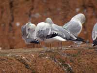 Goéland argenté Larus argentatus R:J8P