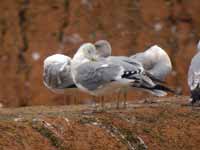 Goéland argenté Larus argentatus R:J8P