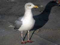 Goéland argenté Larus argentatus B286