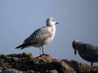 Goéland argenté Larus argentatus B33G