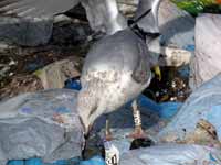 Goéland argenté Larus argentatus R:A7V