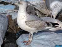 Goéland argenté Larus argentatus R:A7V