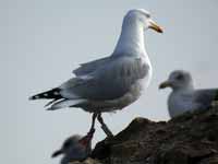 Goéland argenté Larus argentatus R:C9K