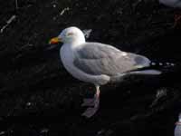 Goéland argenté Larus argentatus R:C9K